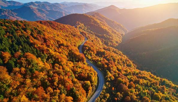 秋晴れの空と落葉樹が並ぶ山道 秋晴れの空と落葉樹が並ぶ山道の写真