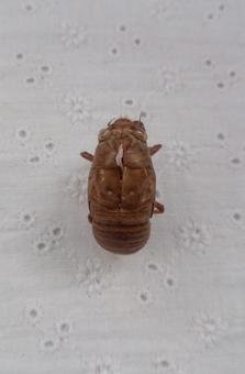 セミの抜け殻2 セミの抜け殻2の写真