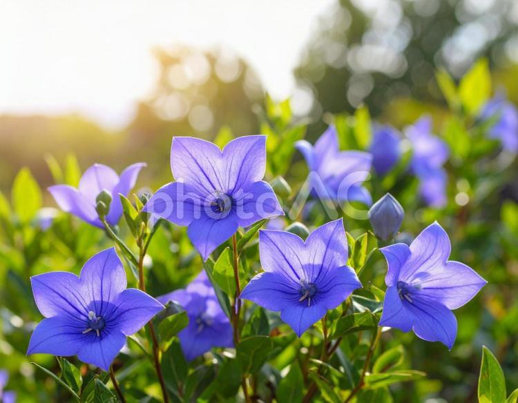 桔梗 桔梗,夏の花,花の写真素材