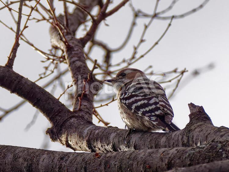 何か用？ コゲラ,野鳥,鳥の写真素材