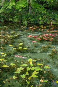 モネの池 モネの池 モネの池,湧水,透明度の写真素材