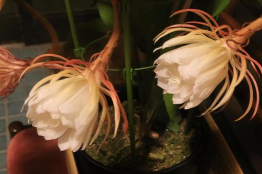 夜中に月花美人の開花始まる 夜中に月花美人の開花始まるの写真