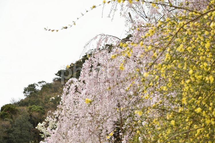 花見山のしだれ桜 花見山,しだれ桜,しだれざくらの写真素材