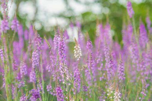 花 花の写真