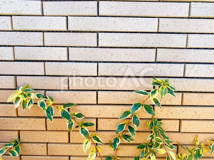 背景　草がひっそりと下明るめ 背景,ぼかし,テクスチャの写真素材