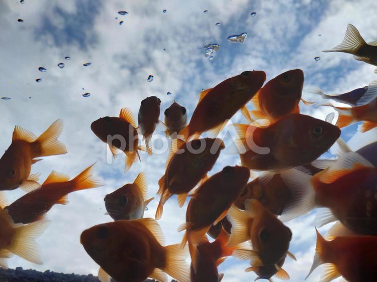 金魚　アクエリアス他 金魚,アクアリウム,空の写真素材