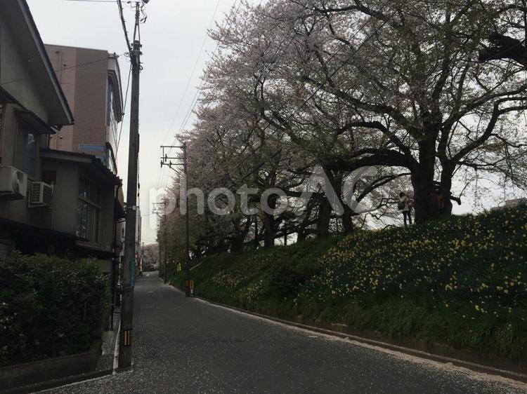 日が落ち始めた桜の季節の足羽川遊歩道 桜並木,夕方,黄昏の写真素材