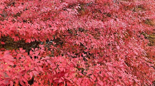 真っ赤なドウダンツツジ(その② ドウダンツツジ,つつじ,紅葉の写真素材