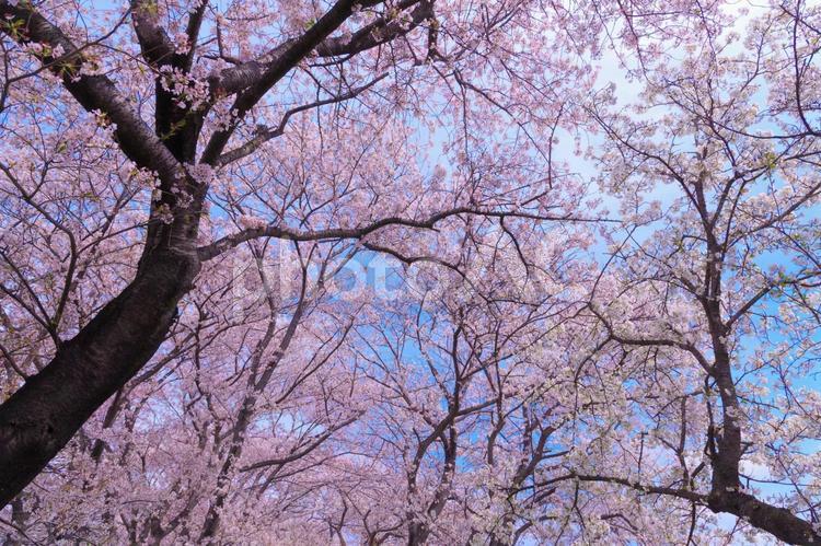 さくら堤公園の満開の桜 桜,さくら,ソメイヨシノの写真素材