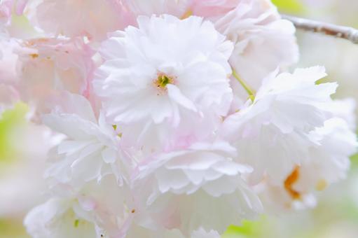 薄紅色の八重桜　松月 松月,桜,八重桜の写真素材
