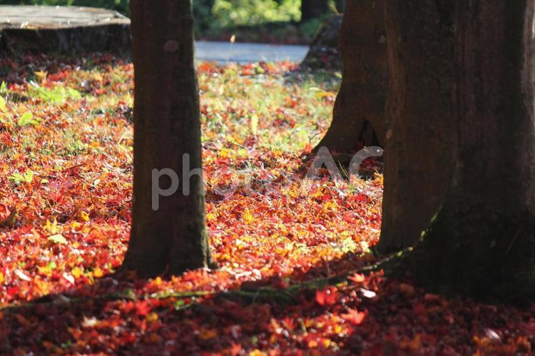紅葉の絨毯　日本 紅葉,日本,秋の写真素材