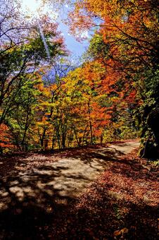 高知県香美市・べふ峡の紅葉 高知,高知県,香美市の写真素材