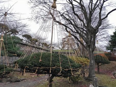植木の雪つり 雪つり,植木,樹木の写真素材