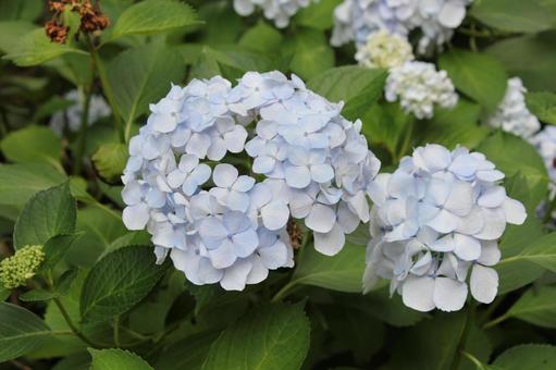 あじさい78 あじさい78 あじさい,紫陽花,アジサイの写真素材