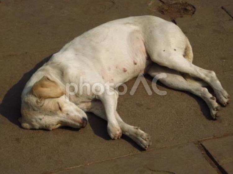 インド　昼寝する雌の野良犬 昼寝,野良犬,メスの写真素材