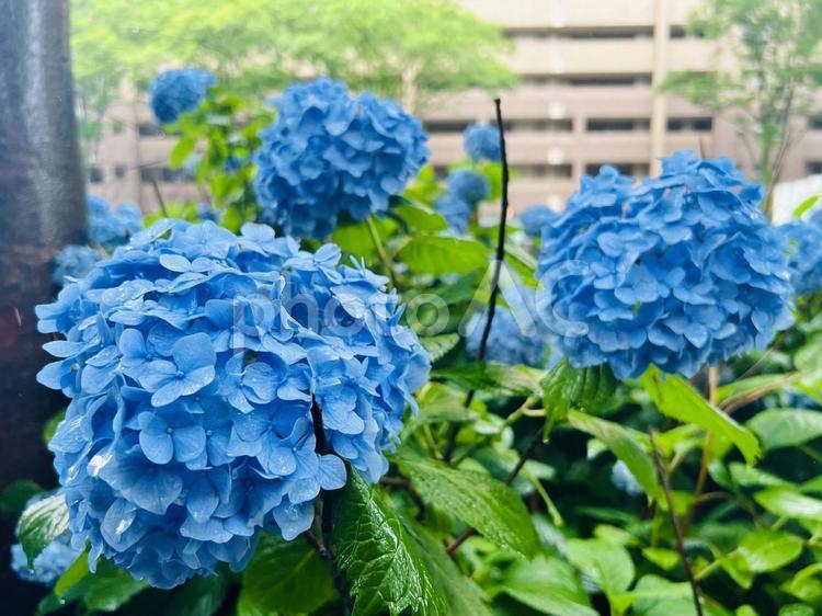 雨の御池ブルー あじさい,風景,梅雨の写真素材