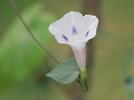 White morning glory, JPG White morning glory, JPG