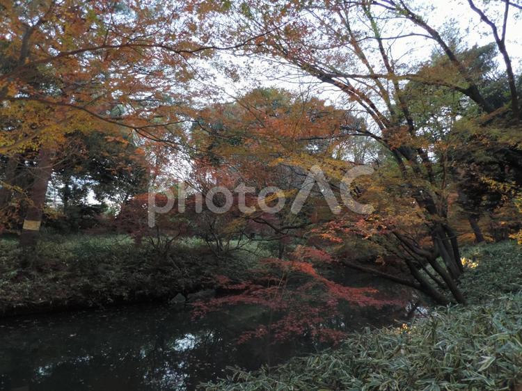 川の畔の紅葉・黄葉風景 季節,川,晩秋の写真素材