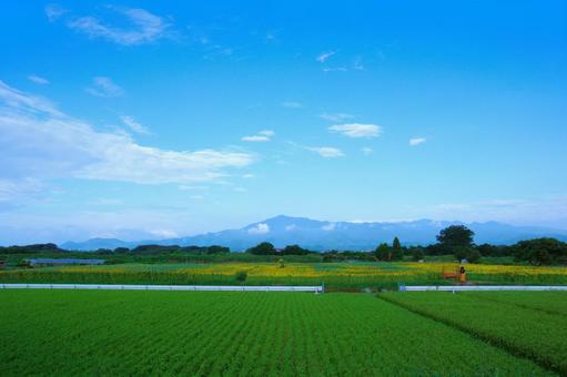 田んぼ・ひまわり畑・大山・青空(早朝) 田んぼ・ひまわり畑・大山・青空(早朝) 田んぼ,空,風景の写真素材