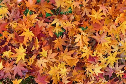 秋の紅葉落ち葉 秋の紅葉落ち葉 秋,紅葉,葉の写真素材
