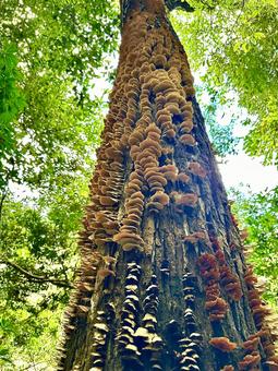 生命力 キノコ,木,パワーの写真素材
