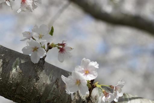 可愛いらしい桜の花 可愛いらしい桜の花の写真