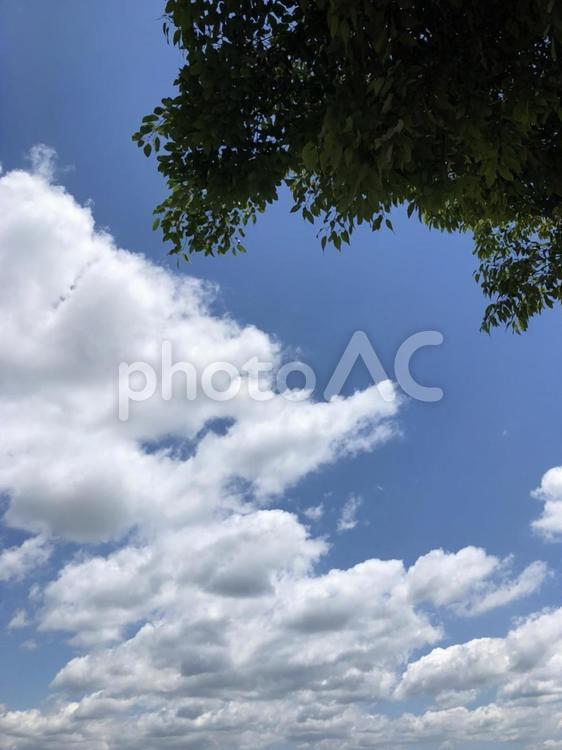 青空と雲と木 青空,空,雲の写真素材