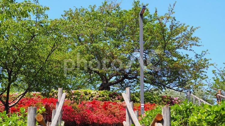 春のなぎさ公園・ツツジ＆新緑（江戸川区） 春,ツツジ,花の写真素材