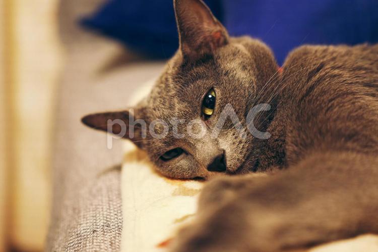 のんびりとした家猫の日常 猫,ロシアンブルー,アップショットの写真素材
