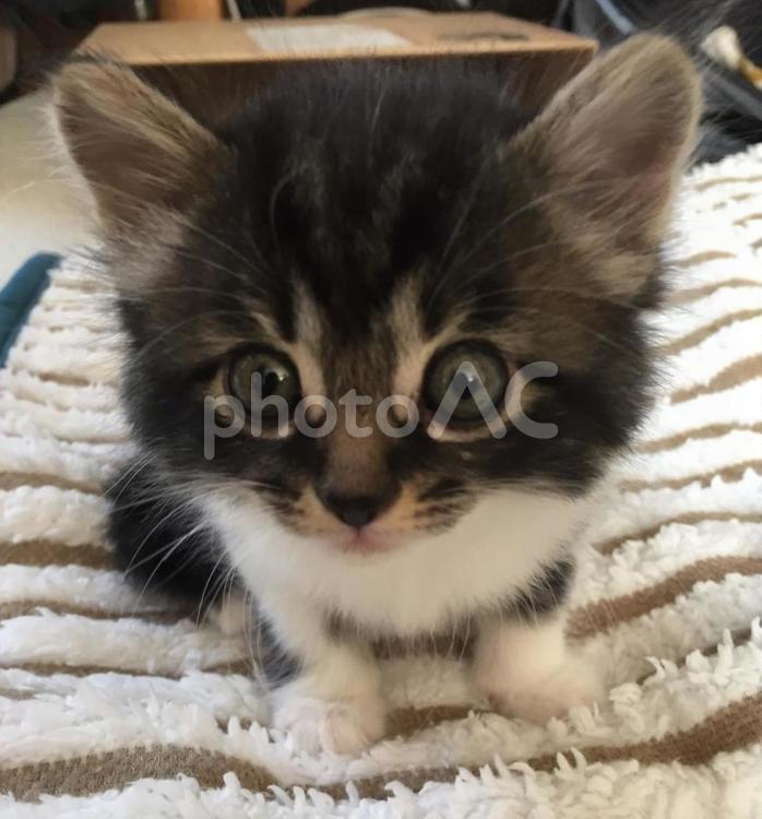 じーっと見る子猫 ねこ,ネコ,子猫の写真素材