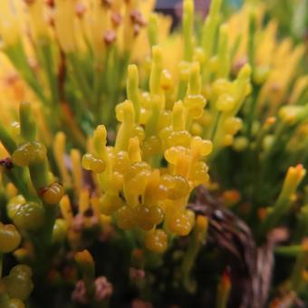 マツバラン（松葉蘭）の写真