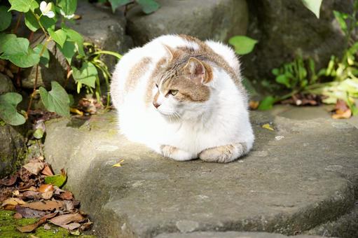 日向ぼっこする猫の姿 日向ぼっこする猫の姿の写真