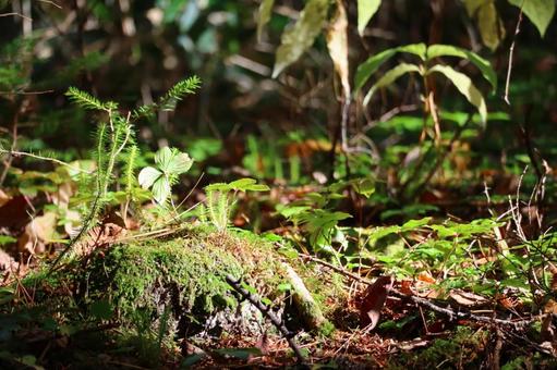 自然の光 上高地,森,自然の写真素材