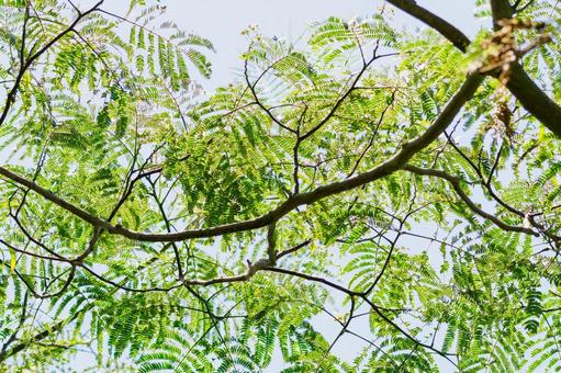 Photo, summer, nemnock, leaf, 