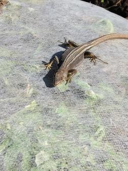 トカゲ トカゲ,爬虫類,生き物の写真素材