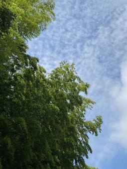 竹林と空1 竹林と空1 空,晴れ,自然の写真素材