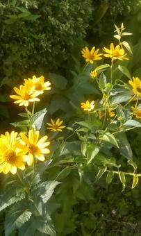 Photo, ফুল, উদ্ভিদ, গাছের পাতা, 