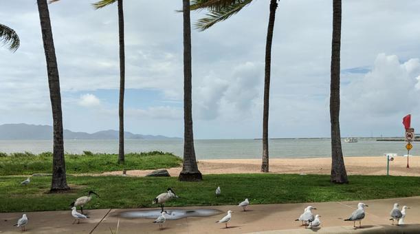 ビーチと鳥と海 ビーチと鳥と海 ビーチ,鳥,カモメの写真素材