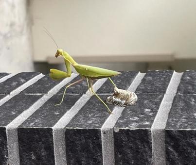卵を産んだカマキリ カマキリ,かまきり,卵の写真素材