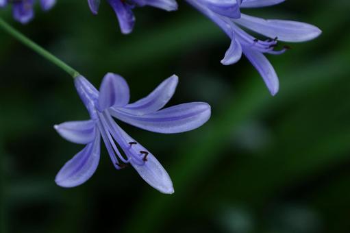 Photo, agapanthus, purple clam, murasaki kunsiran, 