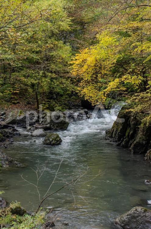 秋の信州、山の渓流と紅葉 紅葉,落葉,渓流の写真素材