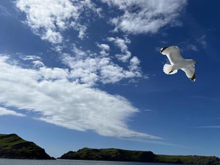 青空に飛ぶカモメ 青空に飛ぶカモメの写真