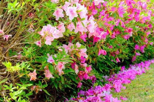 加西市逆池公園つつじの写真