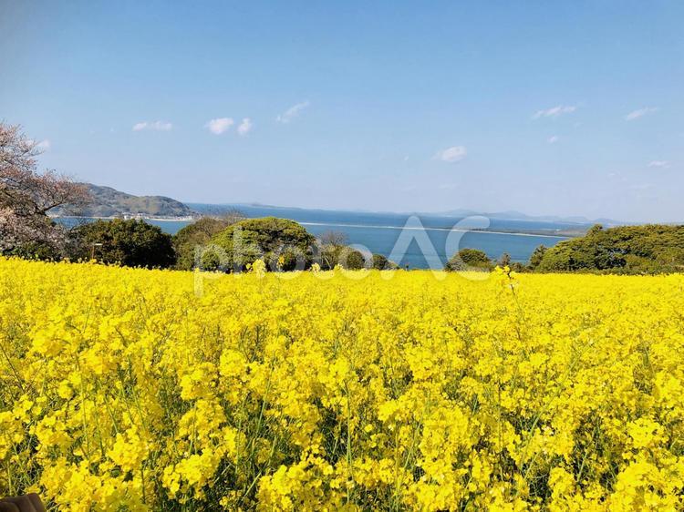 能古島の菜の花畑 福岡,観光,能古島の写真素材