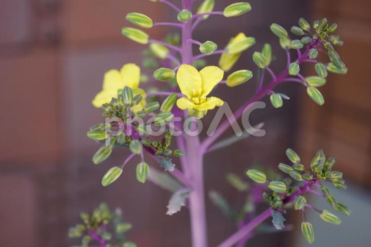 葉牡丹の花（咲き始め）03 葉牡丹,ハボタン,花の写真素材