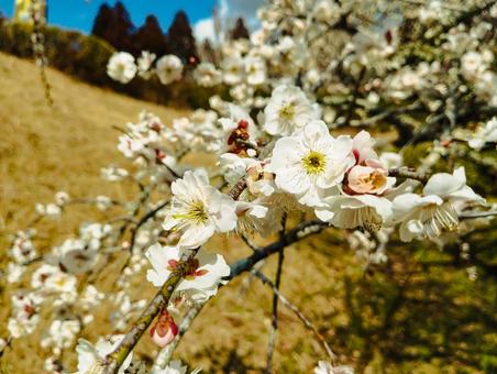 白梅香る芝山公園 白梅香る芝山公園 花見,梅見,3月の写真素材