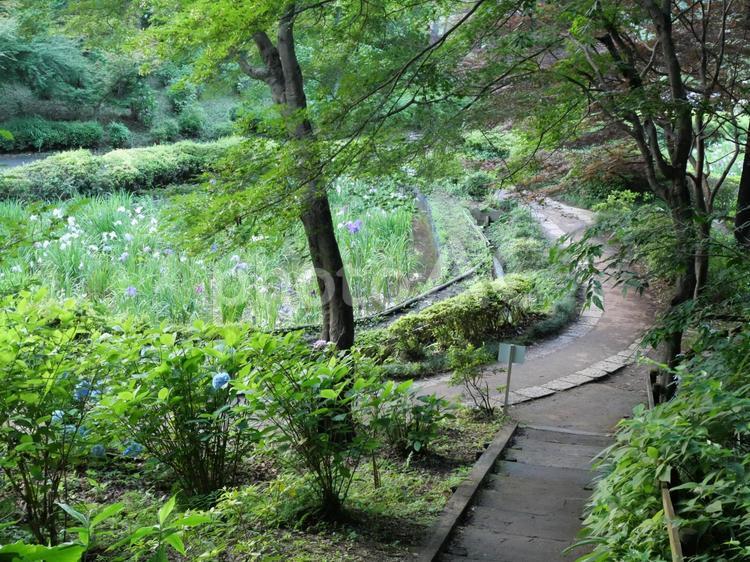 梅雨の時期の公園 公園,緑,薬師池公園の写真素材