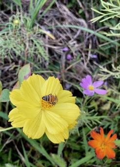 秋の花 秋の花の写真