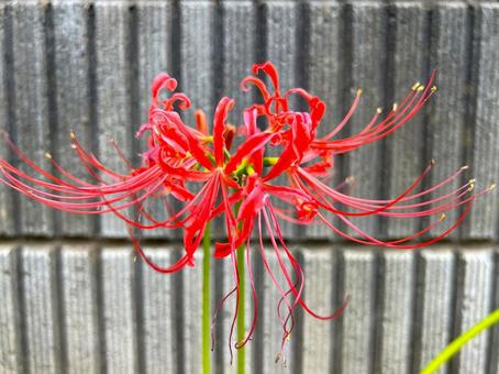 ヒガンバナ ヒガンバナ ヒガンバナ,リコリス,花の写真素材