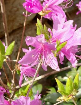 Azalea 02, JPG Azalea 02, JPG